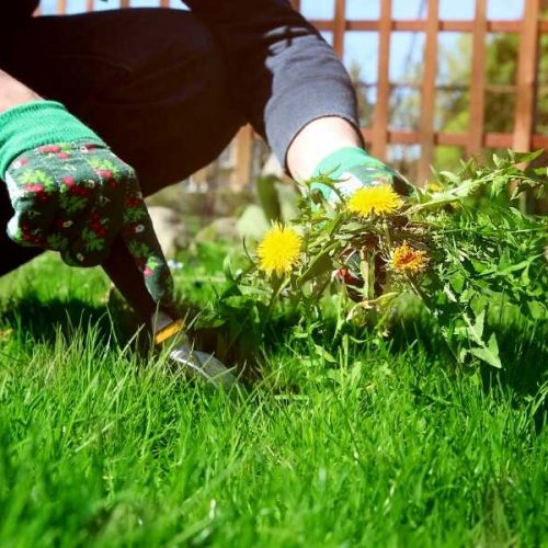 Weed Control & Dethatching